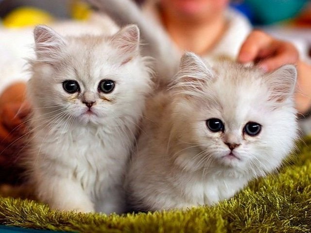 Породы кошек в Куровском | ЗооТом портал о животных