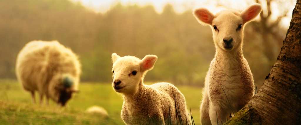 Объявления о сельскохозяйственных животных | ЗооТом - продажа, вязка и услуги для животных в Куровском