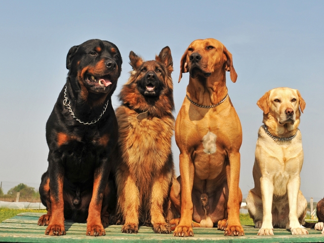 Крупные породы собак в Куровском | ЗооТом портал о животных